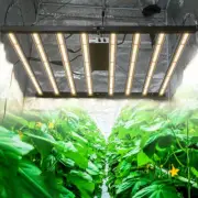 Spider 6500W LED Grow Light Full Spectrum Commercial Grow CO2 Indoor Veg Flower
