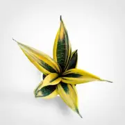 Sansevieria Gold Flame Rare Uniqe Snake Plant