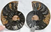 RARE 1n100 BLACK Ammonite PAIR Deep Crystals 110myo FOSSIL LRG 109mm 4.3" 3150