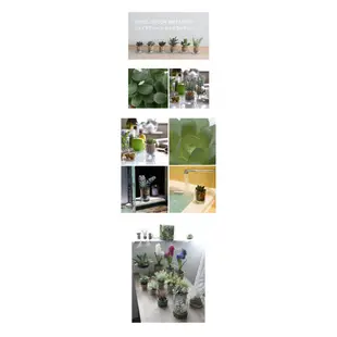 SPICE 日本雜貨 人造綠色植物玻璃盆栽 三款 人造盆栽 假花 假盆栽 假植物 網美道具