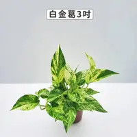 在飛比找momo購物網優惠-【Gardeners】白金葛 3吋盆 -1入(室內植物/綠化
