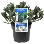 140mm Silverbush - Convolvulus cneorum