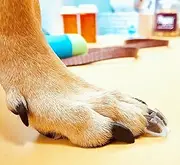 Dr. McHenry's Dog Toe Treads, Set of 24, Adhesive, Cleaning Brush, Increased Traction, Dog Mobility Support, X-Large Kit- Weight: 60-150 lbs. 1.6 oz.