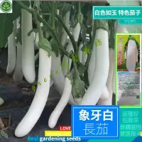 在飛比找蝦皮購物優惠-🌱白色長茄種籽白玉長茄白雪公主茄子種子白茄子種籽春夏秋四季 