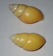 38 , 42 mm 2 Pcs Amphidromus Basilanensis Land Snail Shell #AB3 From Sulu Island