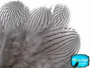 1 Dozen Gray Silver Pheasant Plumage Barred Feathers Fly Tying Jewelry Costume