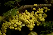 Buy Star Gooseberry Fruit Trees - Phyllanthus acidus