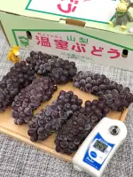 🇯🇵日本山梨縣-溫室珍珠葡萄