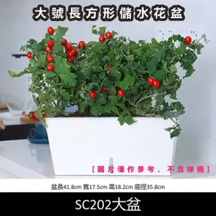 【品屋】大號長方形儲水花盆(懶人花盆 種菜盆 長形花盆 自吸水花盆 大容量種菜箱 SC202)