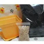 小麥草 貓草種植 彩色組合 貓草種子