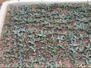 3pcs Rare liveSucculent plant Agave utahensis var. eborispina Random Boutique