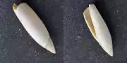 #DDD200 Terebellum Subulatum Lamarck, Sulo Sea Phil. 43.7mm sea snail shell