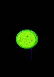 [Stargazer] Day Glo Radiate UV Neon Loose Eyeshadow