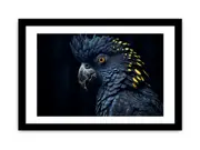 Cockatoo The Black Bird Framed Print