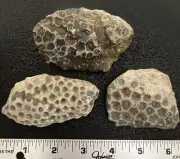3pc Michigan Silicified Petoskey Stones (Hexagonaria) - Natural Fossils 14oz