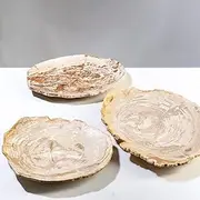 KALIFANO - 12" Brown Petrified Wood Plate, Unearthed and Hand-carved in Indonesia, Timeless, Unique, and Elegant Decor, Office or Home Decor