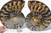 Large Black Ammonite PAIR Deep Crystals 110myo FOSSIL XXL 134mm 5.3" 9578aa