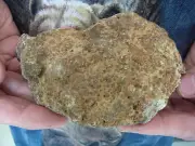 (DF842-69) Fossil REAL DINOSAUR POOP Coprolite Dino Valley Utah DUNG Poo Scat