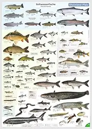 ENTILA Poster: The Freshwater Fish of Germany/Many Important Destinations/Perfect for Learning for the Fishing Test and Any Fisherman (Rhineland Palatinate Edition)