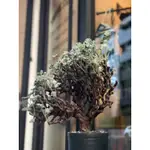 原生 PELARGONIUM MIRABILE奇異洋葵 塊根植物 大型 珊瑚 象牙宮 象足漆樹 現貨在店