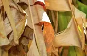 Dried Pisang Ceylon Banana Leaf Anti Bacteria Relieve stress Fish Aquarium 100pc