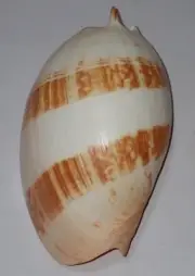 270 mm SPECIAL PATTERN HUGE Melo Amphora Volute Seashell #AB2 From Timor Sea