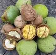 Delicious Walnut (Akhrot) with Shell High in Protein 450Gram