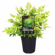 140mm Nandina Lemon Lime - Nandina domestica alba LemLim
