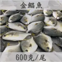 在飛比找蝦皮購物優惠-🧊健王🧊台灣純海水養殖金鯧魚 (600克/尾) 金鯧魚 三去