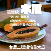 在飛比找蝦皮商城精選優惠-TH哲居家 彰化傢俱工廠｜很慢欸木瓜 木瓜 台農二號木瓜20