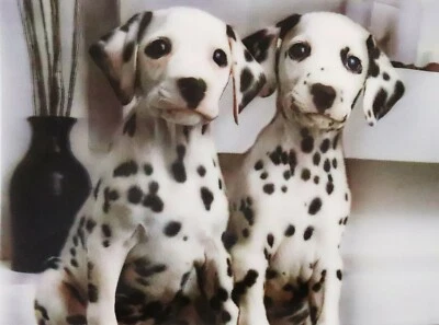 Dalmatians Dogs - 3D Lenticular Motion Poster - 12x16 Print