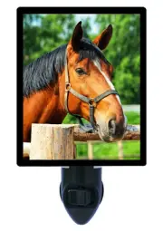 Horse Decorative Photo Night Light, Sorrel Horse