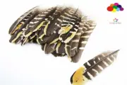 Natural Black Pheasant Tail sheet Feathers 6-8inch/15-20cm Diy Carnival headress