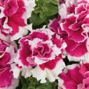 Colorful Rose, Mixed Zinnia, Geranium, Carnation, Petunia, Columbine Seeds