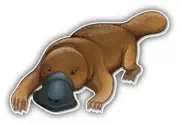 Platypus Car Bumper Sticker Decal