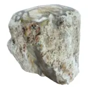 Fossil Tree Limb, Araucaria, Polished End (EA3782) plant gem mineral agatised