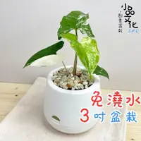 在飛比找蝦皮商城優惠-【小品文化】大理石合果芋【現貨】3吋雪胖免澆水盆栽 室內植物