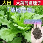 【落地生根】蔬菜種子 茼蒿種子 大葉茼蒿  皇帝菜 小葉虎耳茼蒿  光桿茼蒿 四季播種當季蔬菜種子