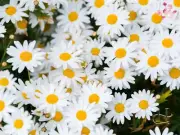 Alteya Organic German Chamomile Oil 5ml/10ml – Calms Skin, Eases Pain & Stress
