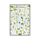 Tennessee State Wildflower Identification Nature Posters / Flower ID Field Guide