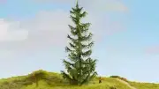Model Scenery - 20191 - Spruce Tree , 22cm Tall