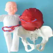 1:1 Life Sized Human Delivery Pelvis Teaching Anatomy Model Fetus Umbilical Cord