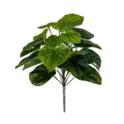 13" Peperomia Bush by Ashland®