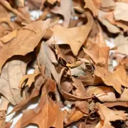 1.5 Gal Heat-Sanitized Oak Leaf Litter | Bioactive Substrate for Reptiles, Isopo