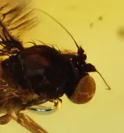 Brachycera (Fly) with detailed eye facets, Fossil Inclusion in Dominican Amber
