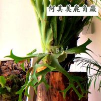 | 綠植日記 | 何其美鹿角蕨/觀葉植物/3吋