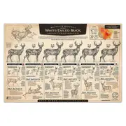 "The Growth and Maturity of the White-Tailed Buck" Paper Print C As Shown
