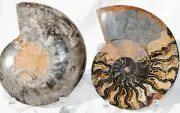 Large Black Ammonite Pair 185mm Deep Crystals XXLARGE 7.3" 110myo Fossil n1357ay