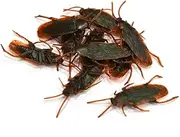 Fake Roaches, 10PCS 2.6inch Plastic Fake Cockroaches, Realistic Fake Cockroaches Joke Toys, Prank Scary Roaches Toys for Fools Day Halloween