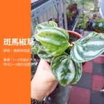 5吋 斑馬椒草 類西瓜皮 彩葉芋 粗肋草 觀葉植物 網紅植物 室內植物 綠化盆栽 （有貨不漂亮）